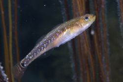 Two spot goby.Anglesey. D200, 60mm. by Derek Haslam 